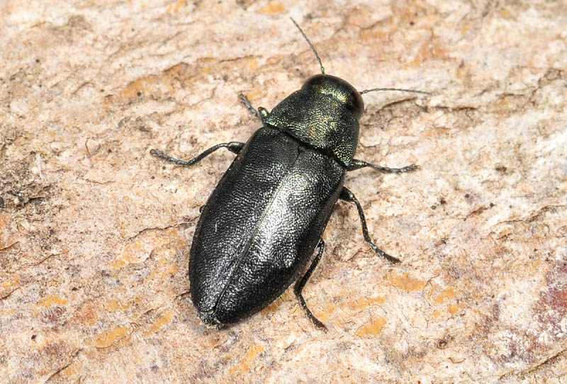 Buprestidae da det:  Phaenops knoteki knoteki